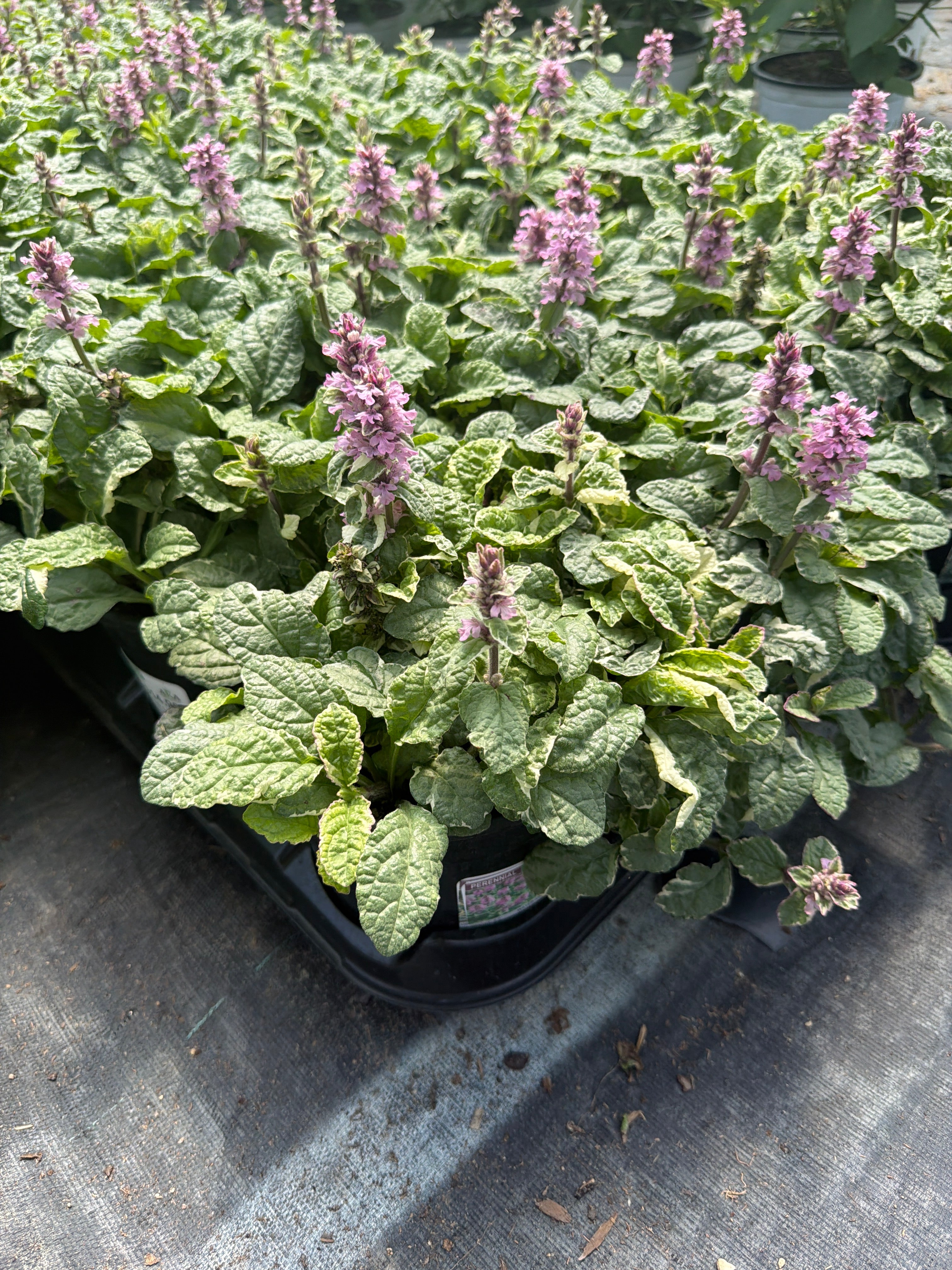 Ajuga Bugleweed Pink Lightning - 6" Perennial
