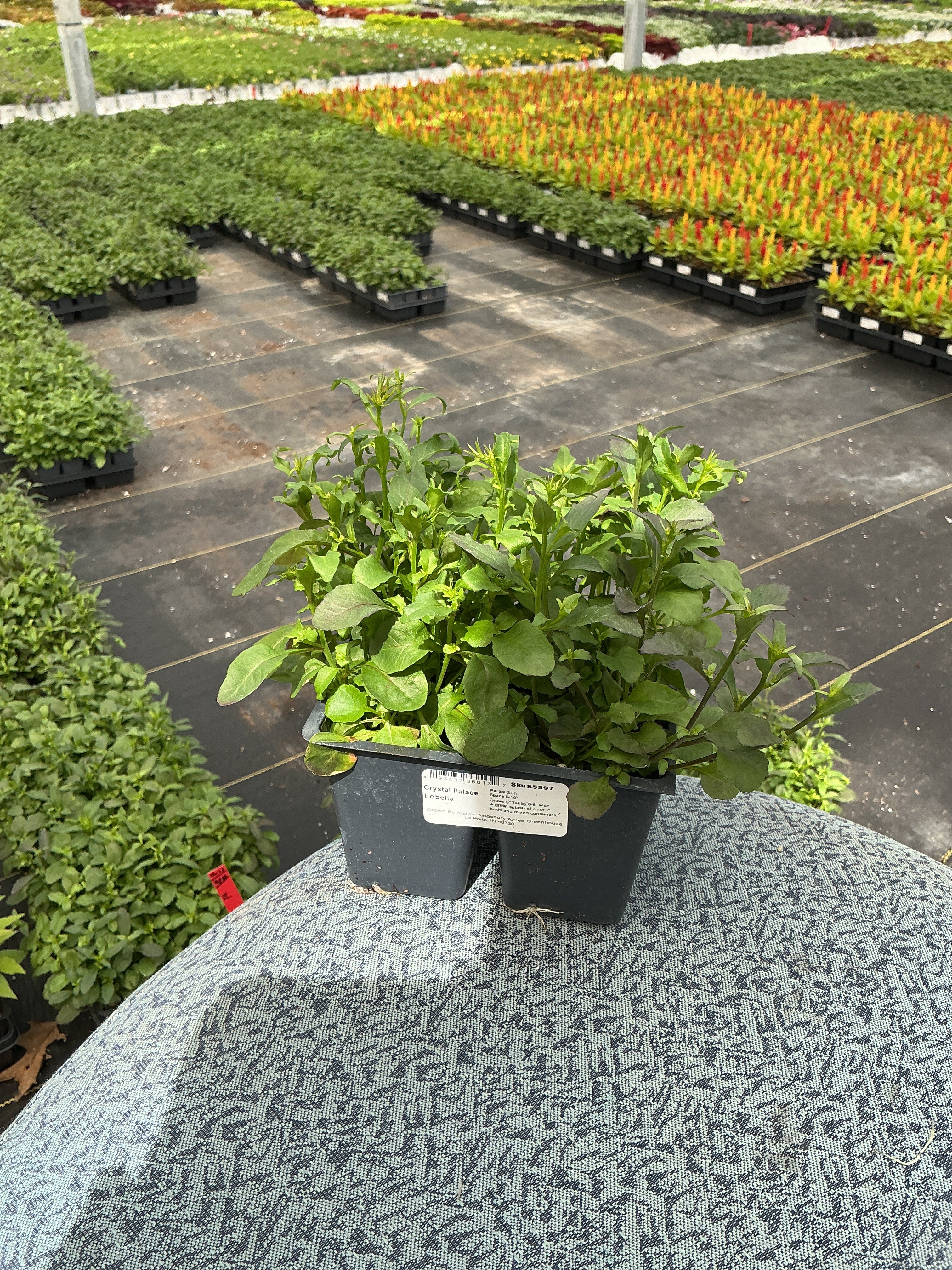 Lobelia Crystal Palace - 4 Pack Annual