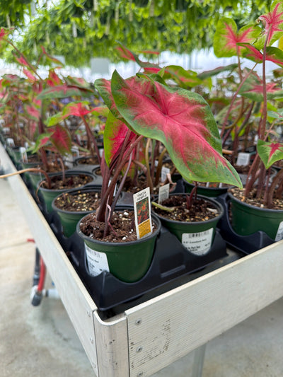 Caladium Red