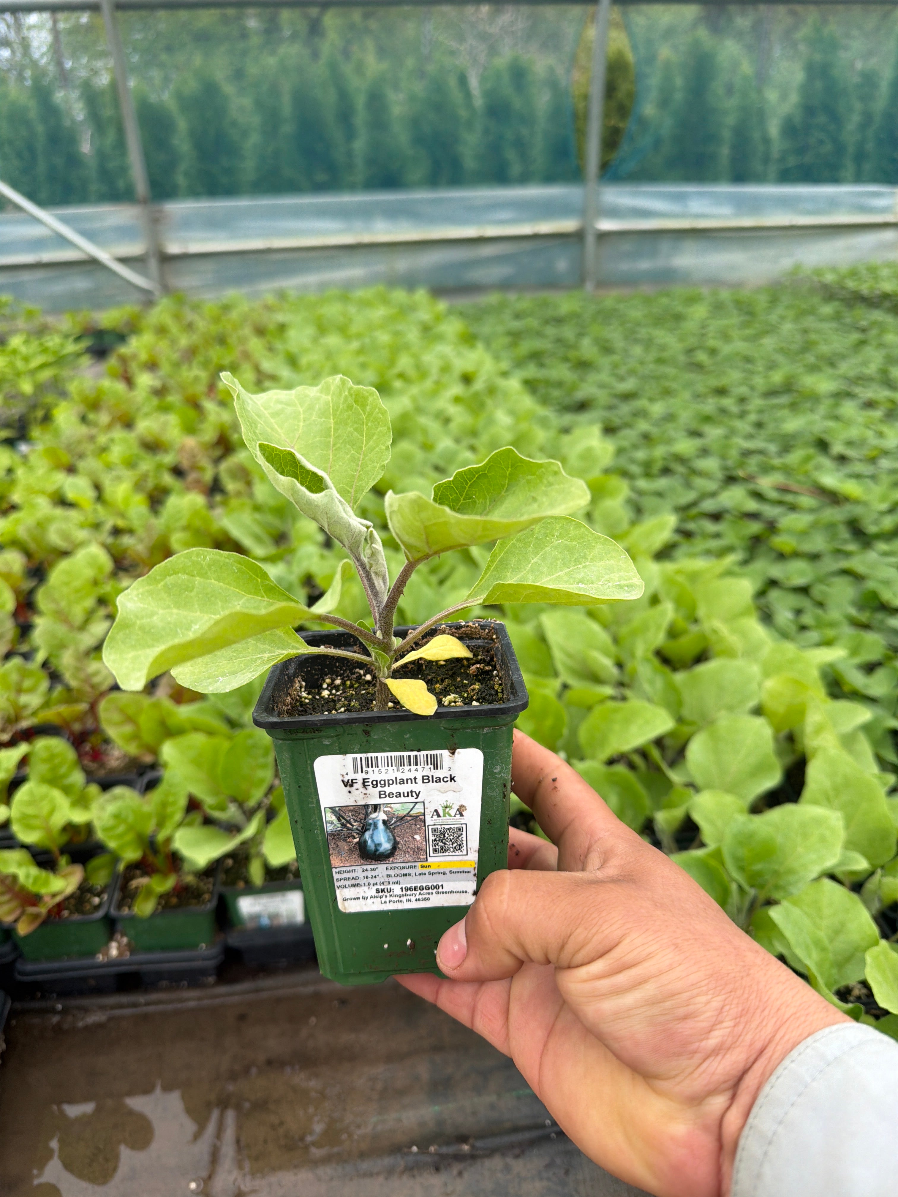 Eggplant Black Beauty - 4" Potted Vegetable