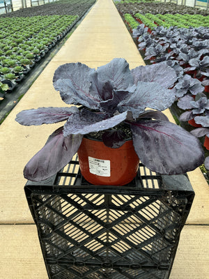 Ruby Perfection Ornamental Kale - 8" Fall Annuals