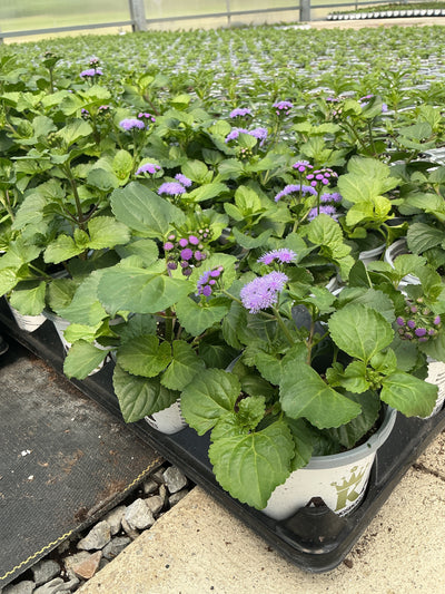 Ageratum Monarch Magic - 4.33" Premium Annual