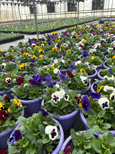 Pansy Blotch Mix - 8" Planter