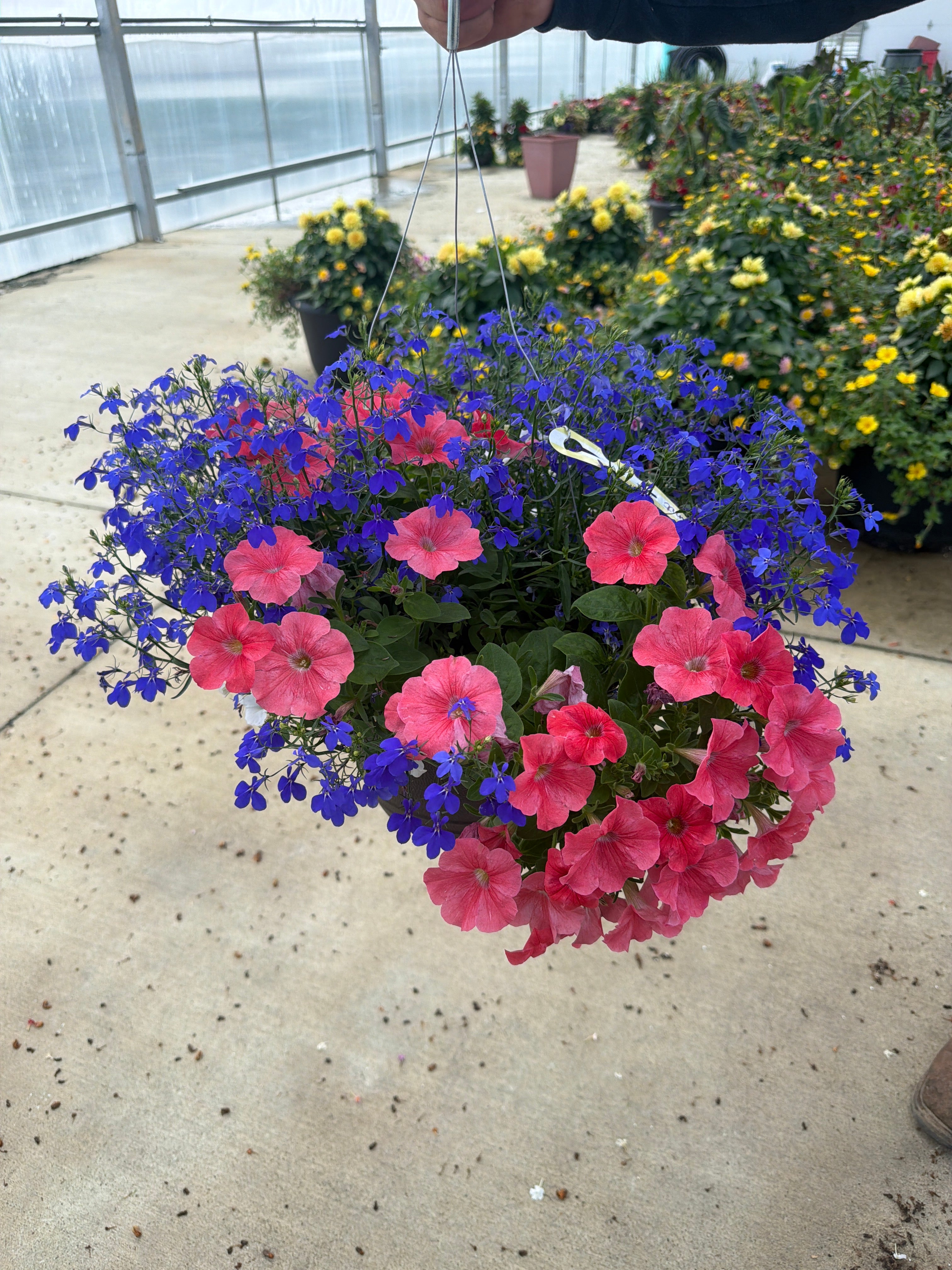 Kombo Summer To Remember - 11" Hanging Basket