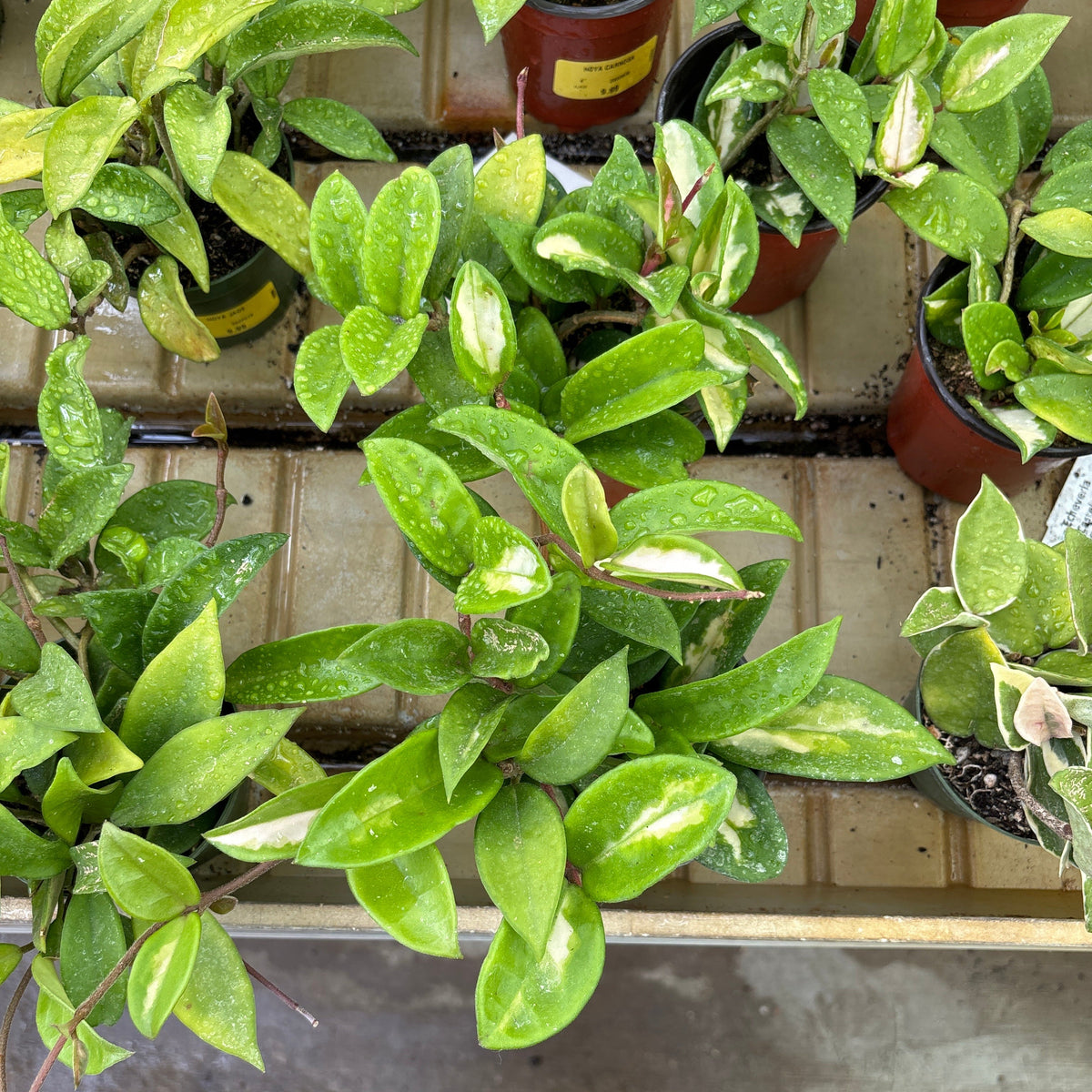 Variegated Wax Plant - Hoya carnosa - 4" Potted Houseplant