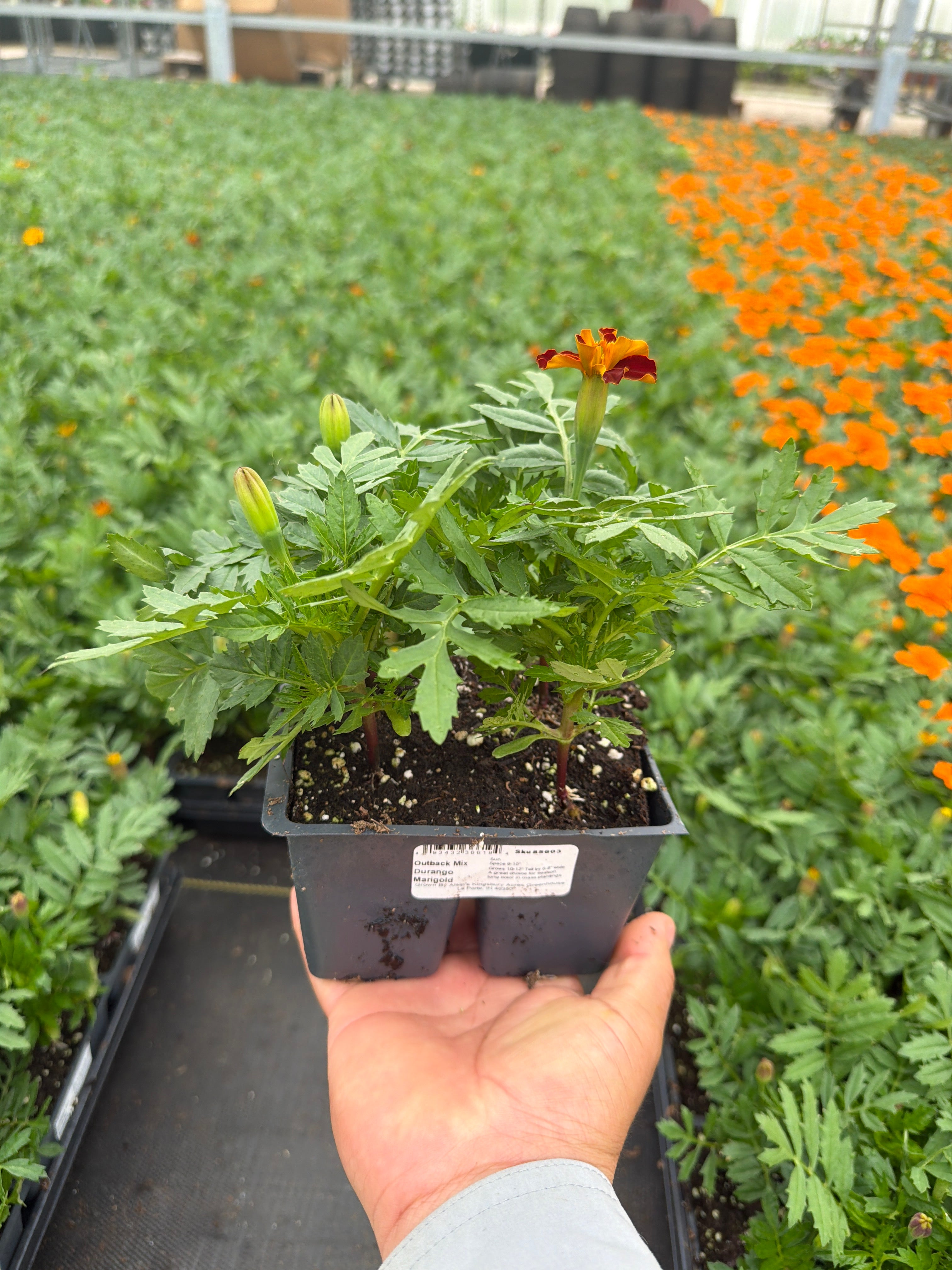 Marigold Durango Outback Mix - 4 Pack Annual