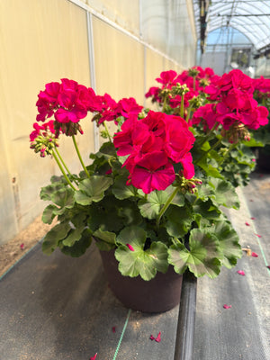 Geranium Dynamo Violet - 10" Planter