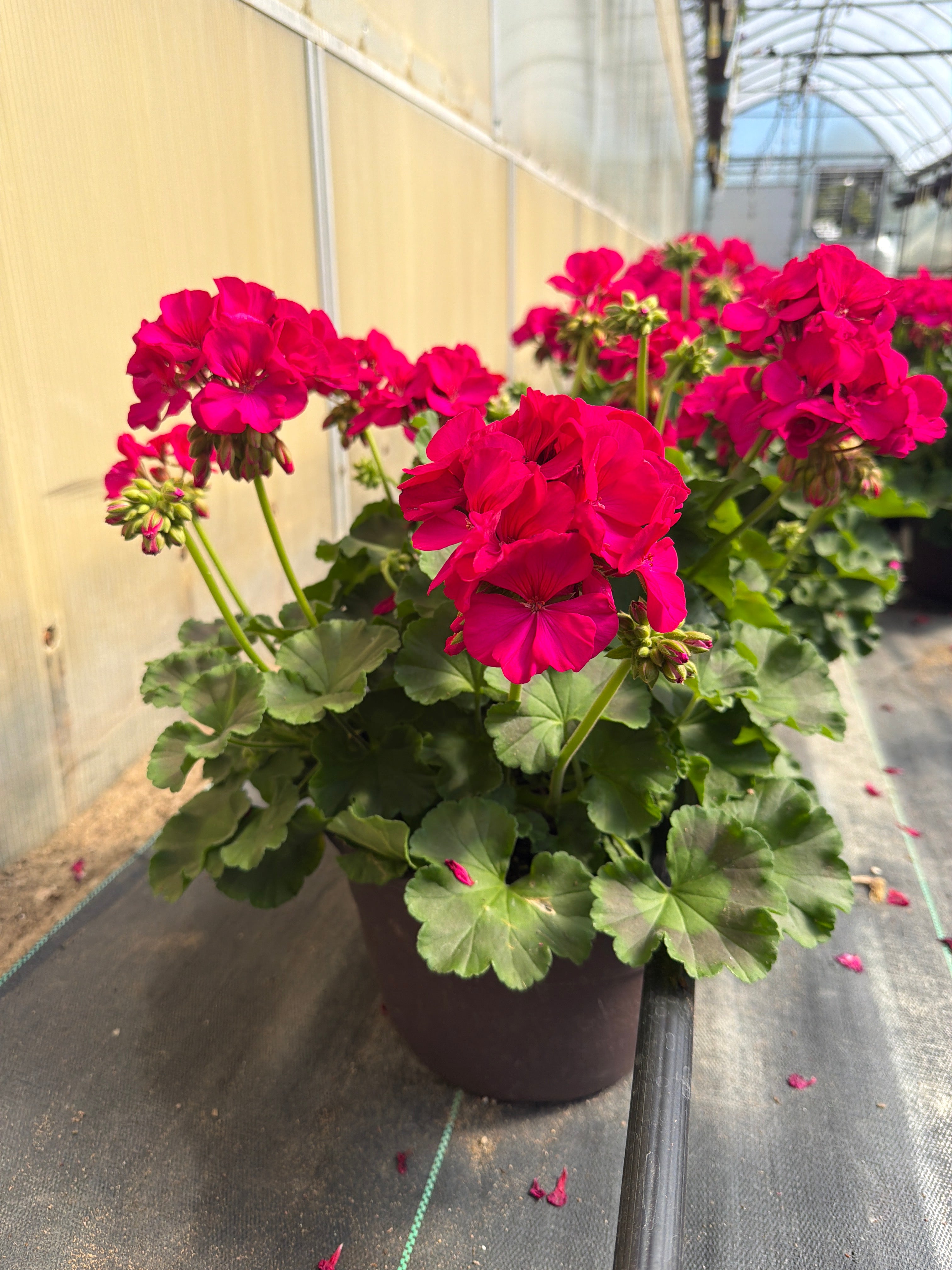 Geranium Dynamo Violet - 10" Planter