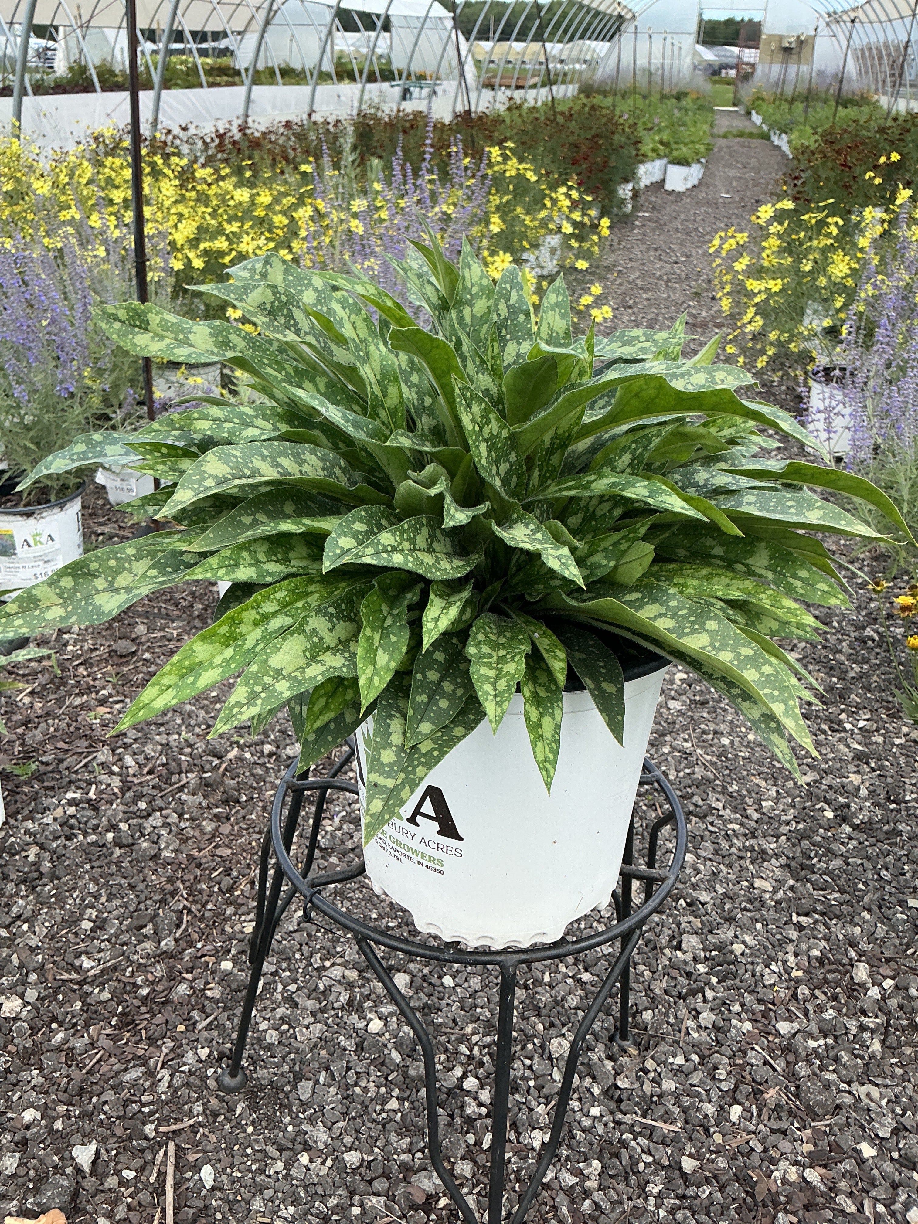 Pulmonaria Lungwort Raspberry Splash