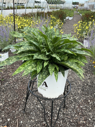 Pulmonaria Lungwort Raspberry Splash