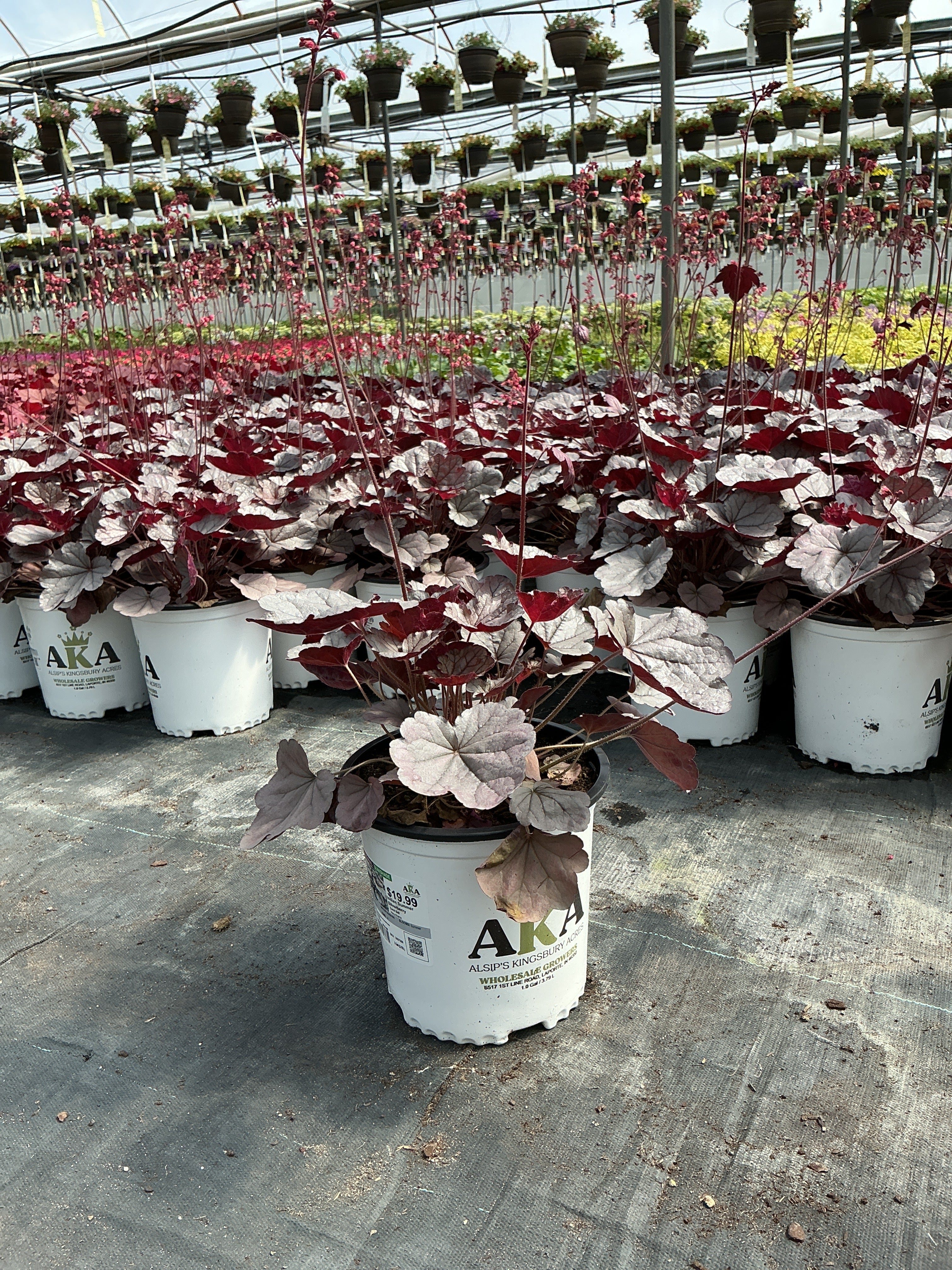 Heuchera Coral Bell Indian Summer Silverberry