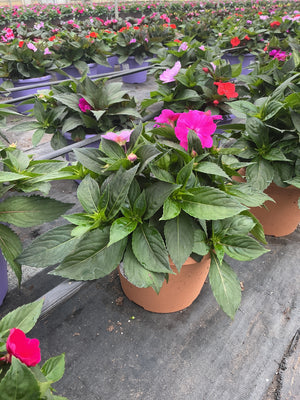 SunPatiens Happy Days Mix - 8" Planter