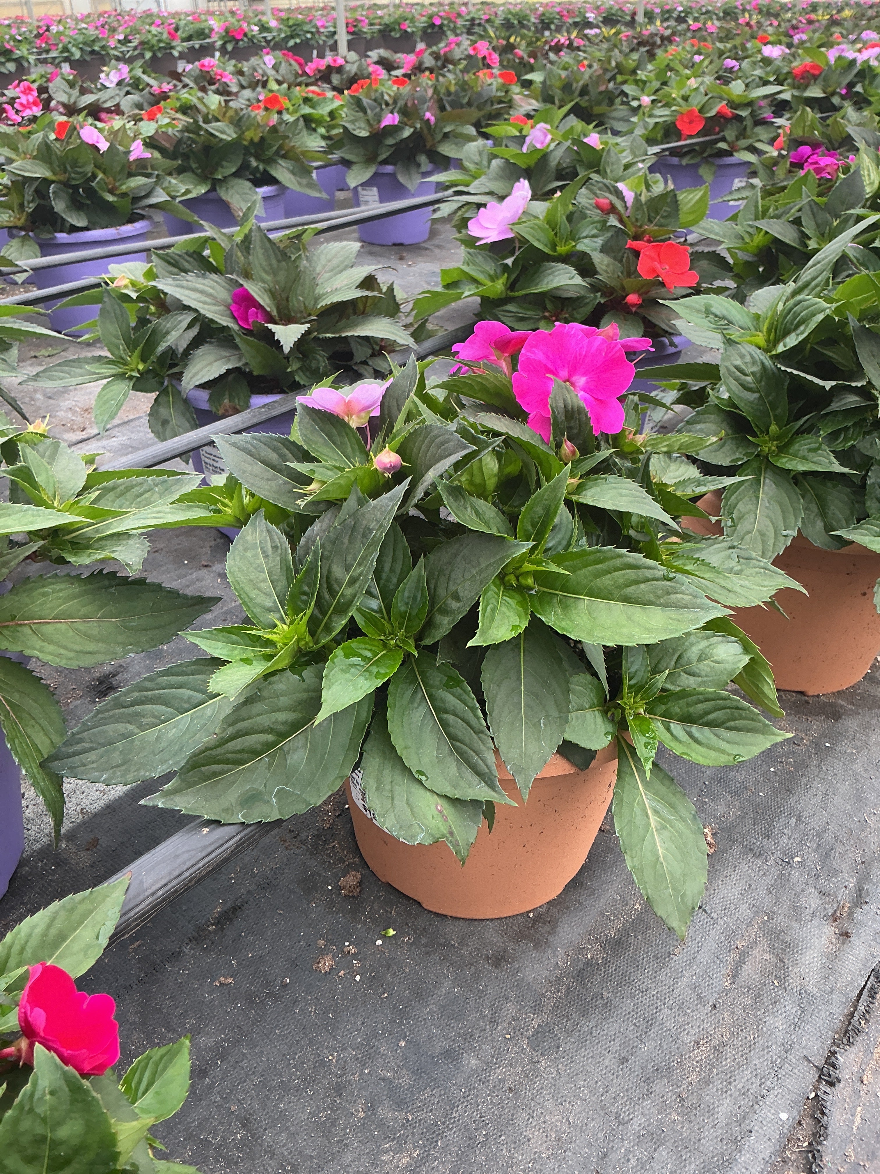 SunPatiens Happy Days Mix - 8" Planter