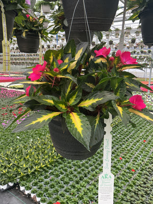 SunPatiens Tropical Rose VL - 11" Hanging Basket