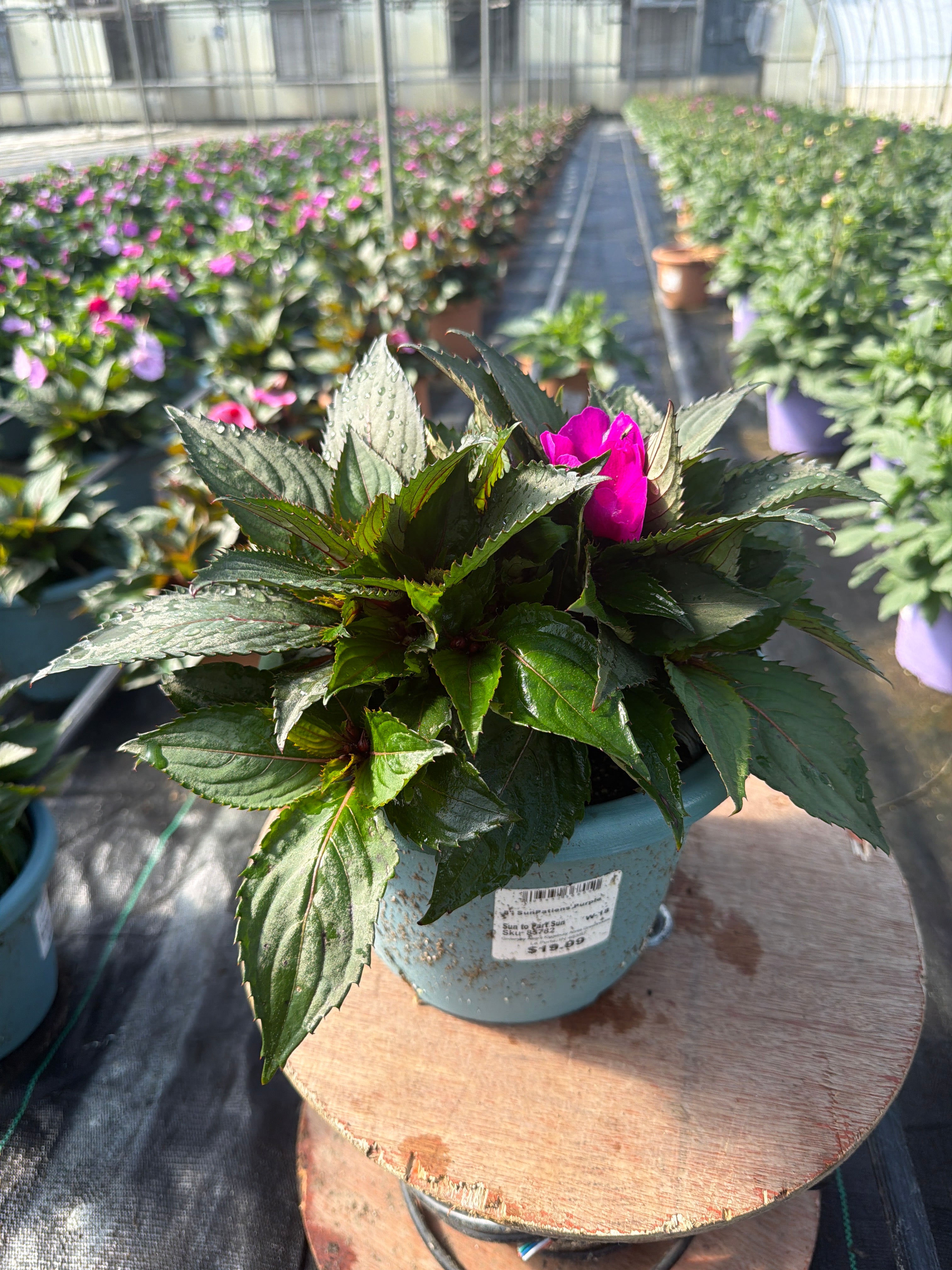 SunPatiens Purple - 8" Planter