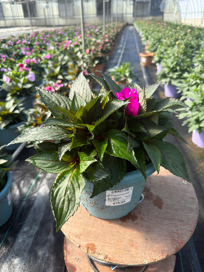 SunPatiens Purple - 8" Planter