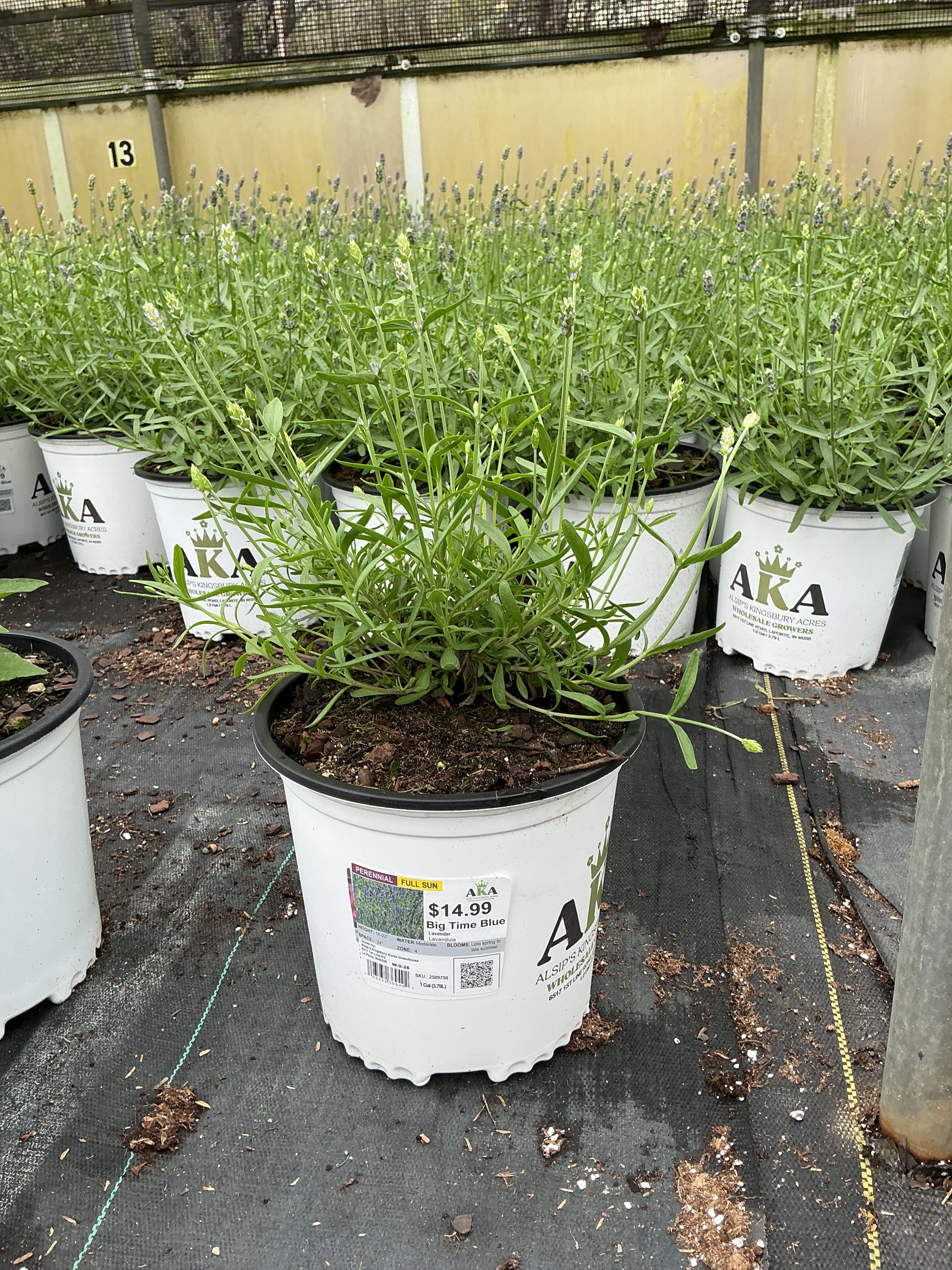Lavandula Lavender Big Time Blue