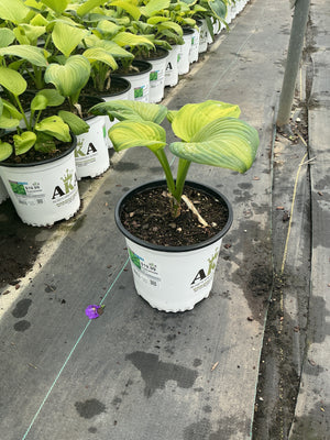 Hosta Plantain Lily Guacamole