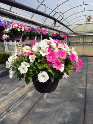 Petunia Easy Wave Mix Formula - 11" Hanging Basket