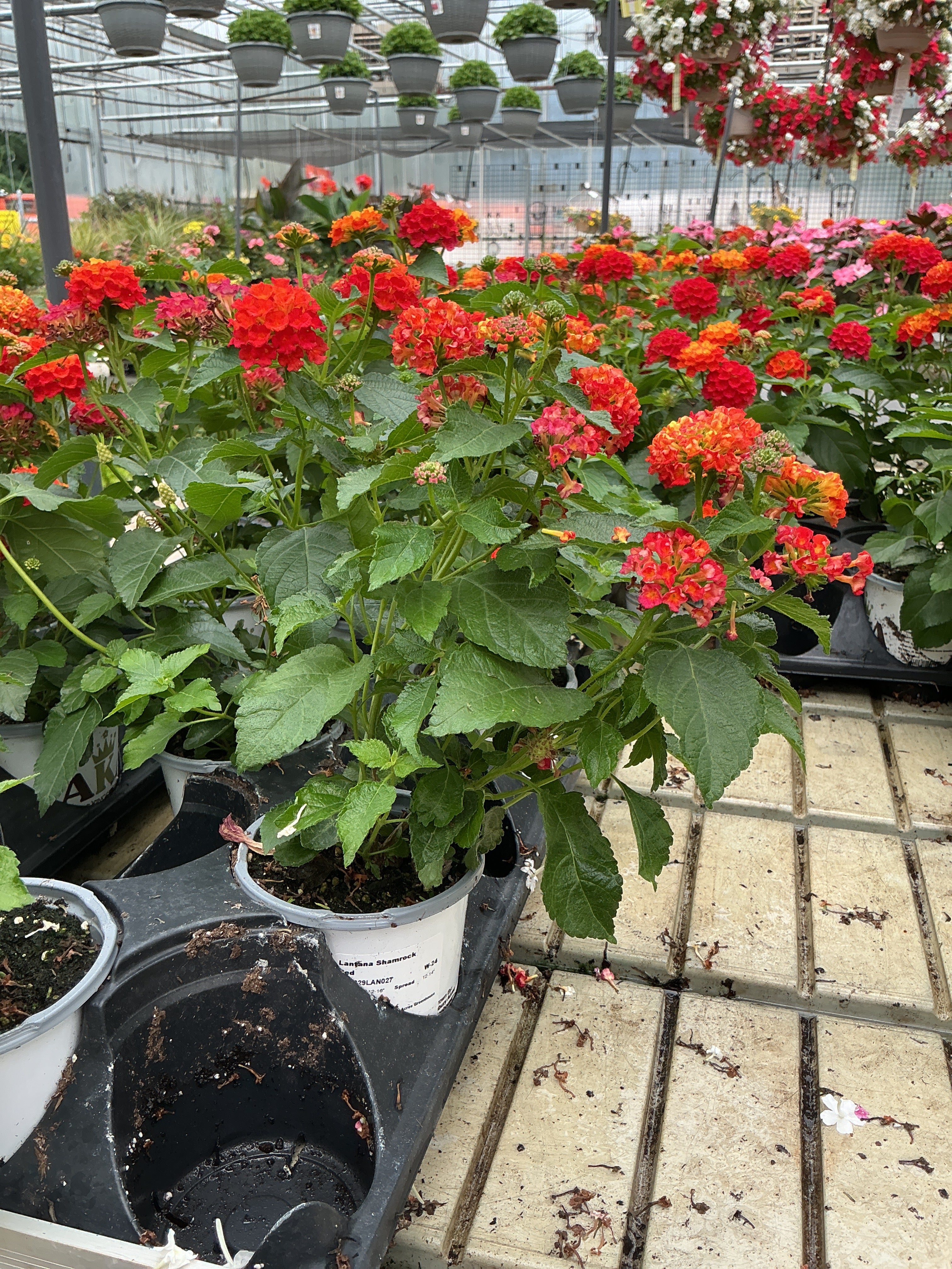 Lantana Shamrock Red - 4.33" Premium Annual