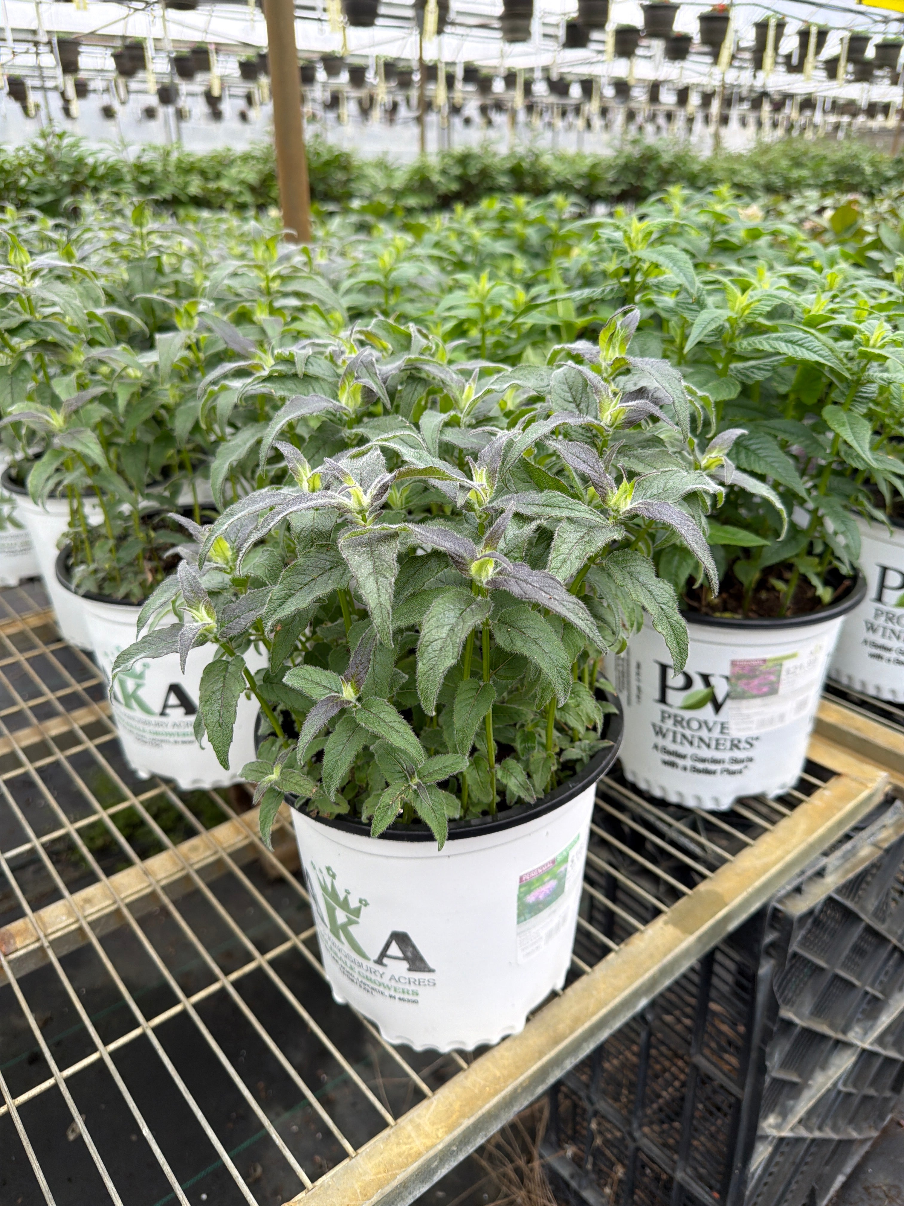 Monarda Bee Balm Sugar Buzz Blue Moon
