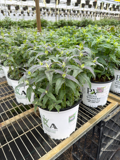 Monarda Bee Balm Sugar Buzz Blue Moon