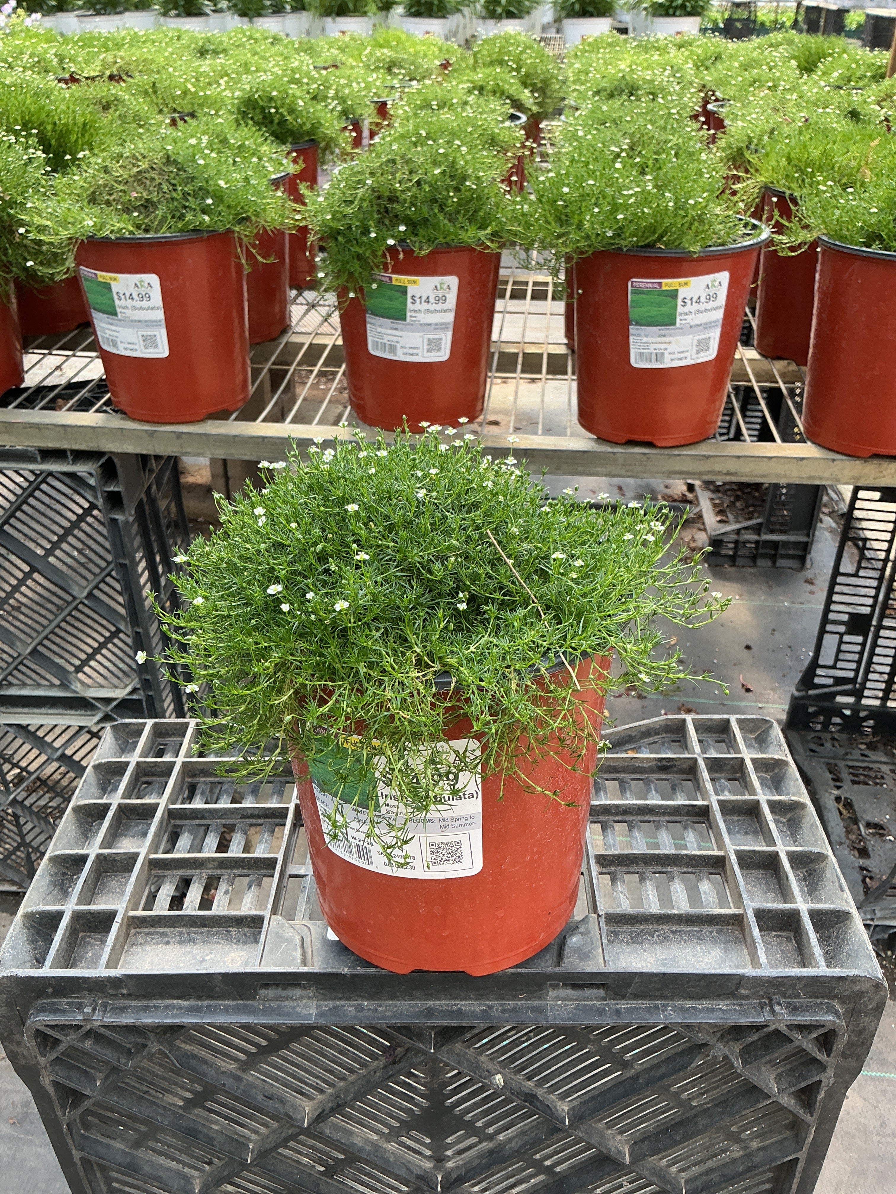 Sagina Moss Irish (Subulata) - 6" Perennial