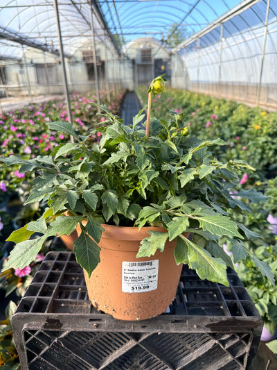 Dahlia Venti Tequila Sunrise - 8" Planter