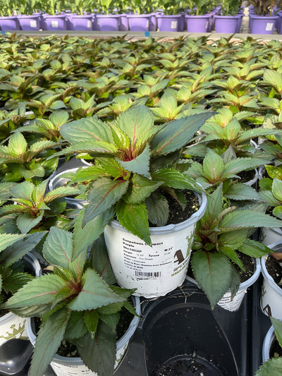 SunPatiens Purple - 4.33" Premium Annual