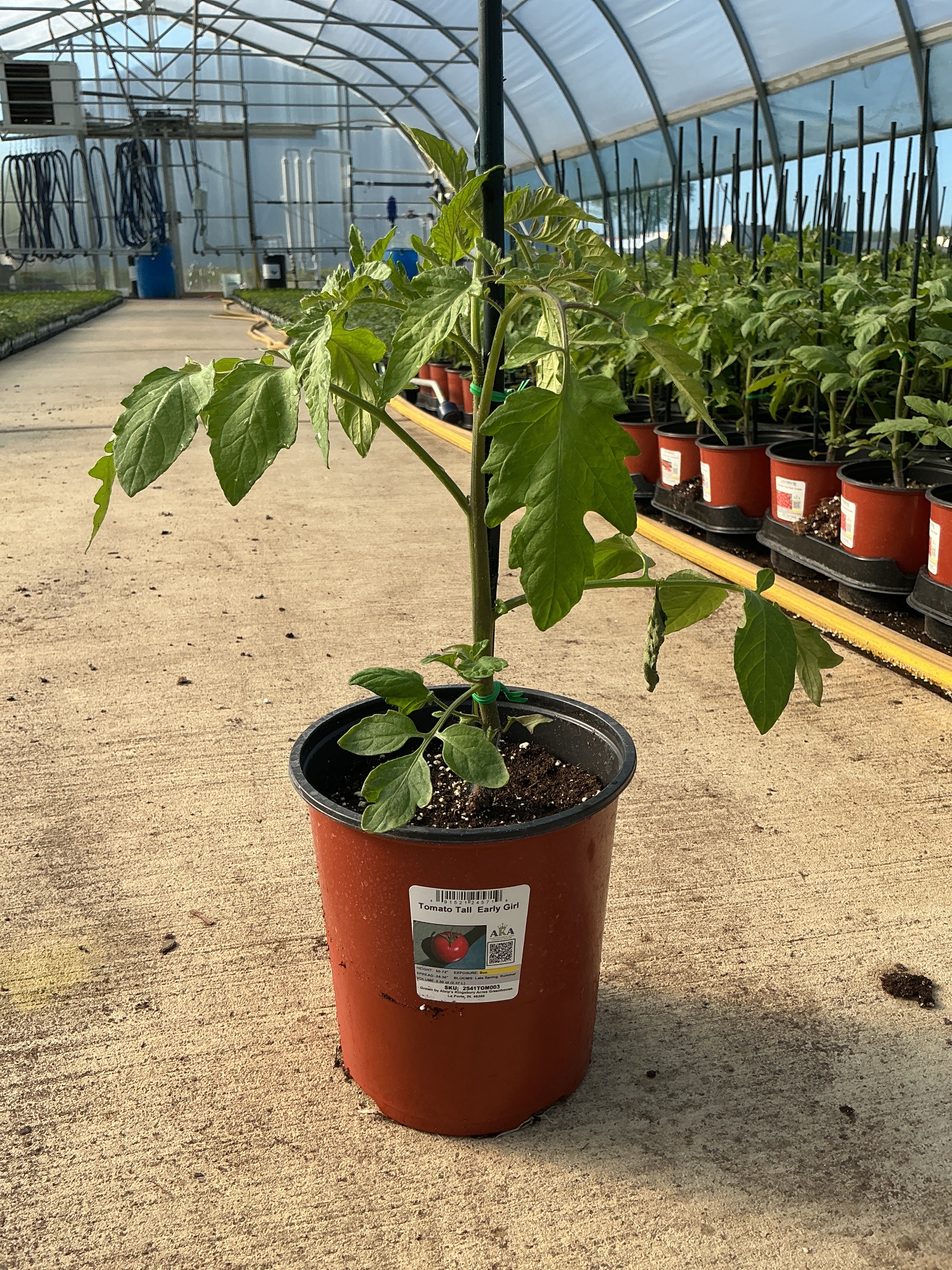 Tomato TALL Early Girl - 6.3" Staked Vegetables