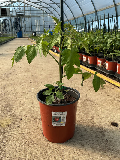 Tomato TALL Early Girl - 6.3" Staked Vegetables