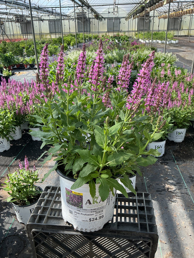Salvia Sage Pink Profusion