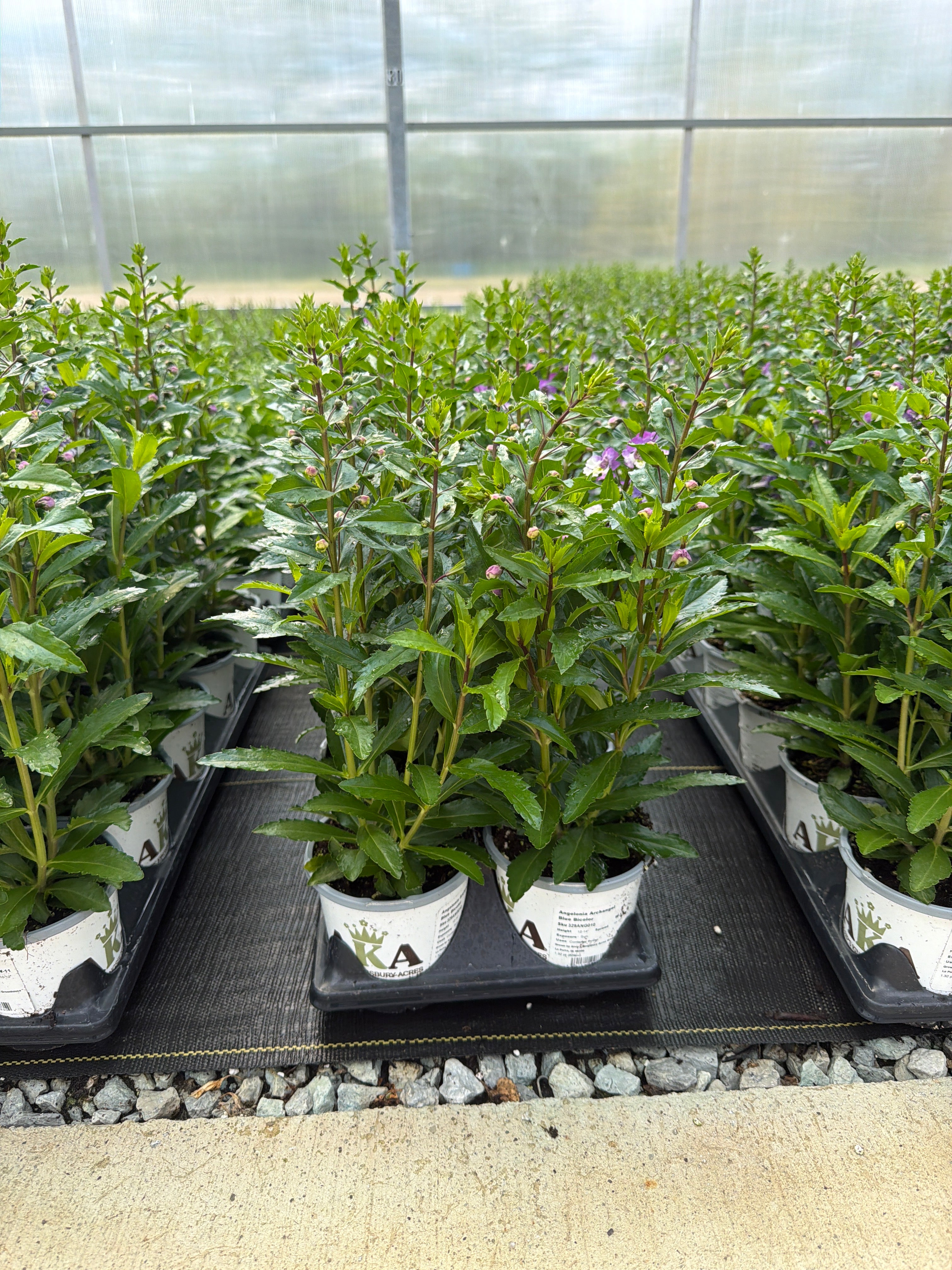 Angelonia ArchAngel Blue Bicolor - 4.33" Premium Annual