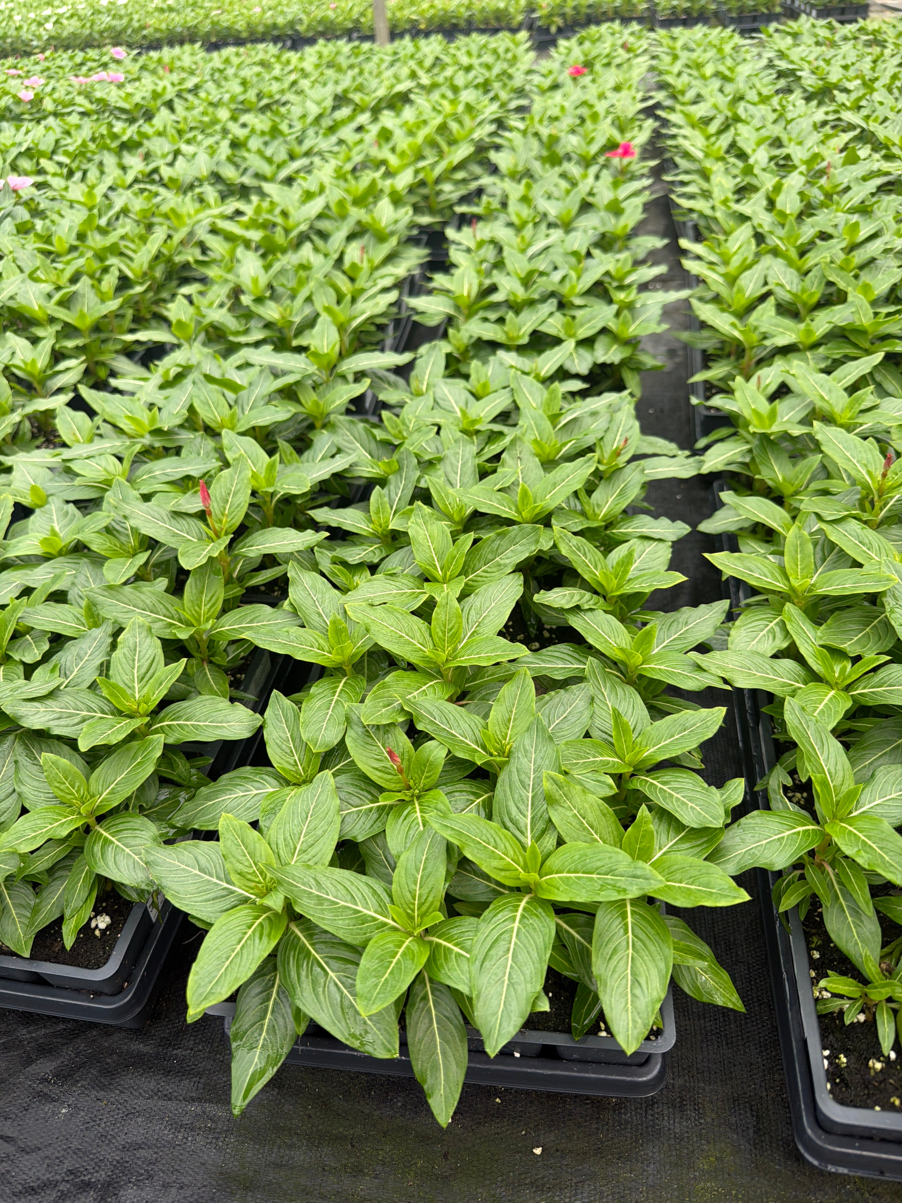 Vinca Titan Red Dark - 4 Pack Annual