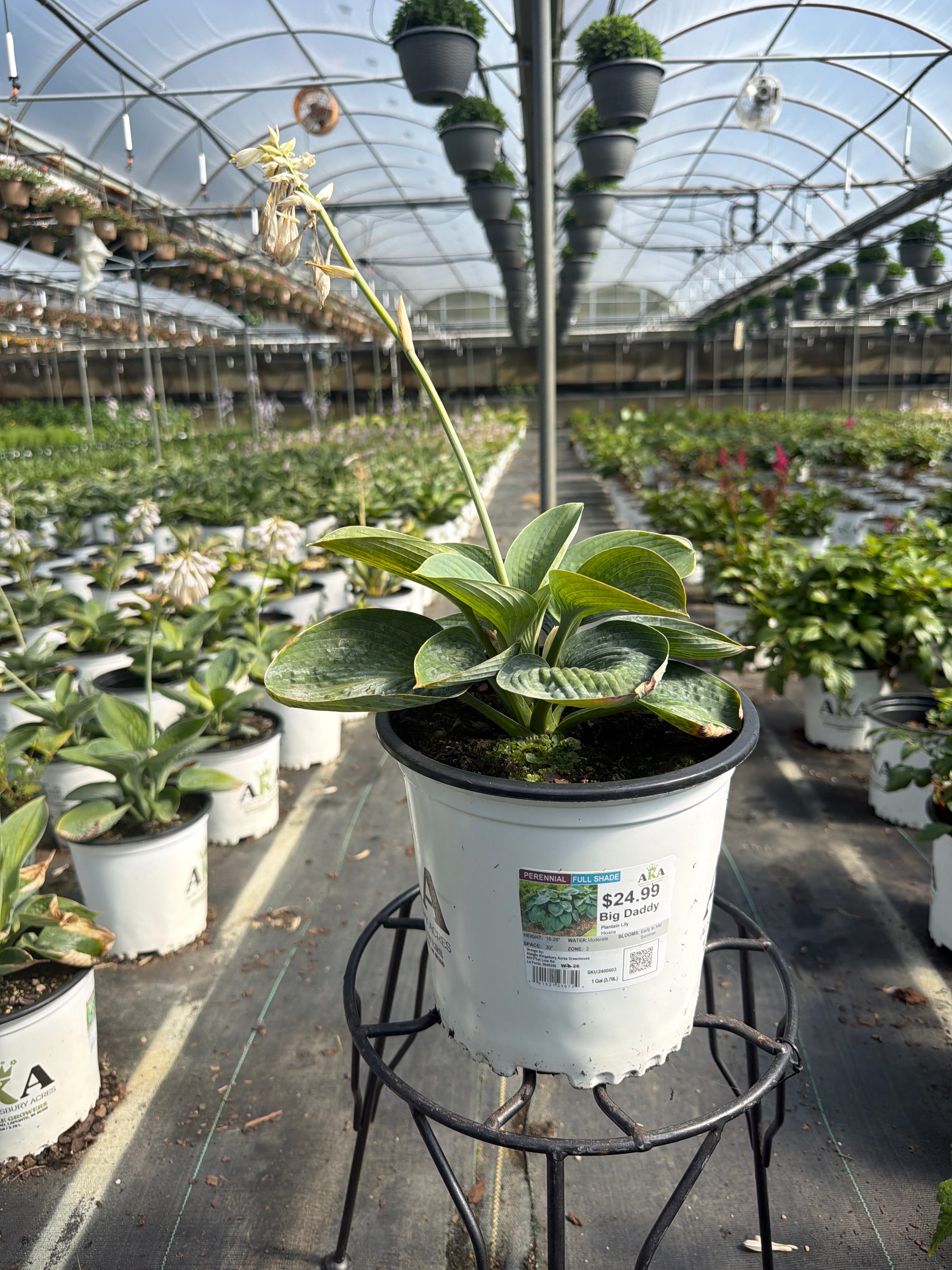 Hosta Plantain Lily Big Daddy