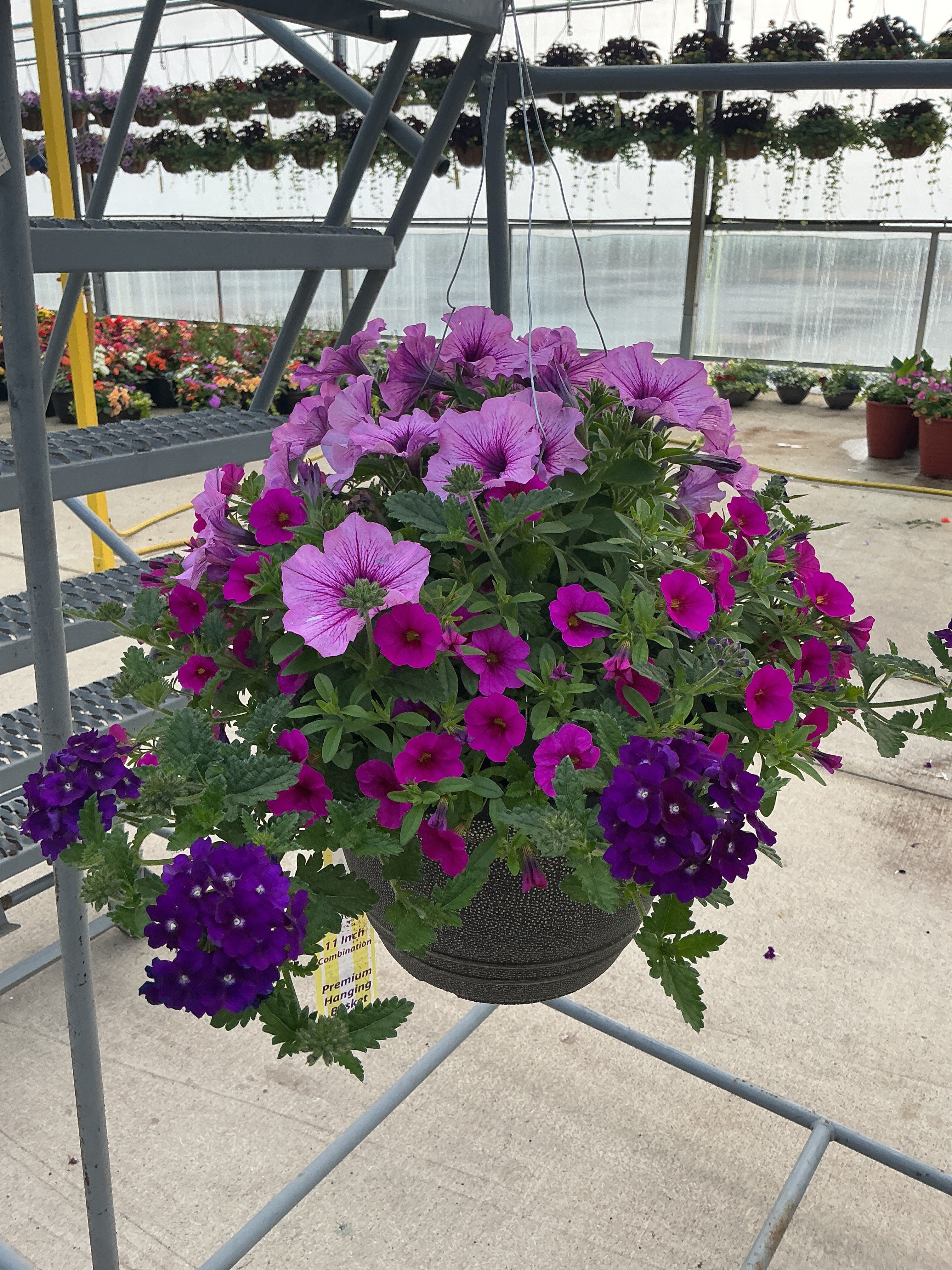 101 A Grape Fit - 11" Hanging Basket