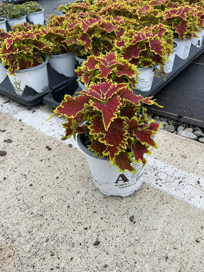 Coleus Copperhead - 4.33" Premium Annual