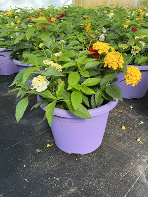 Lantana Mix 1 - 8" Planter