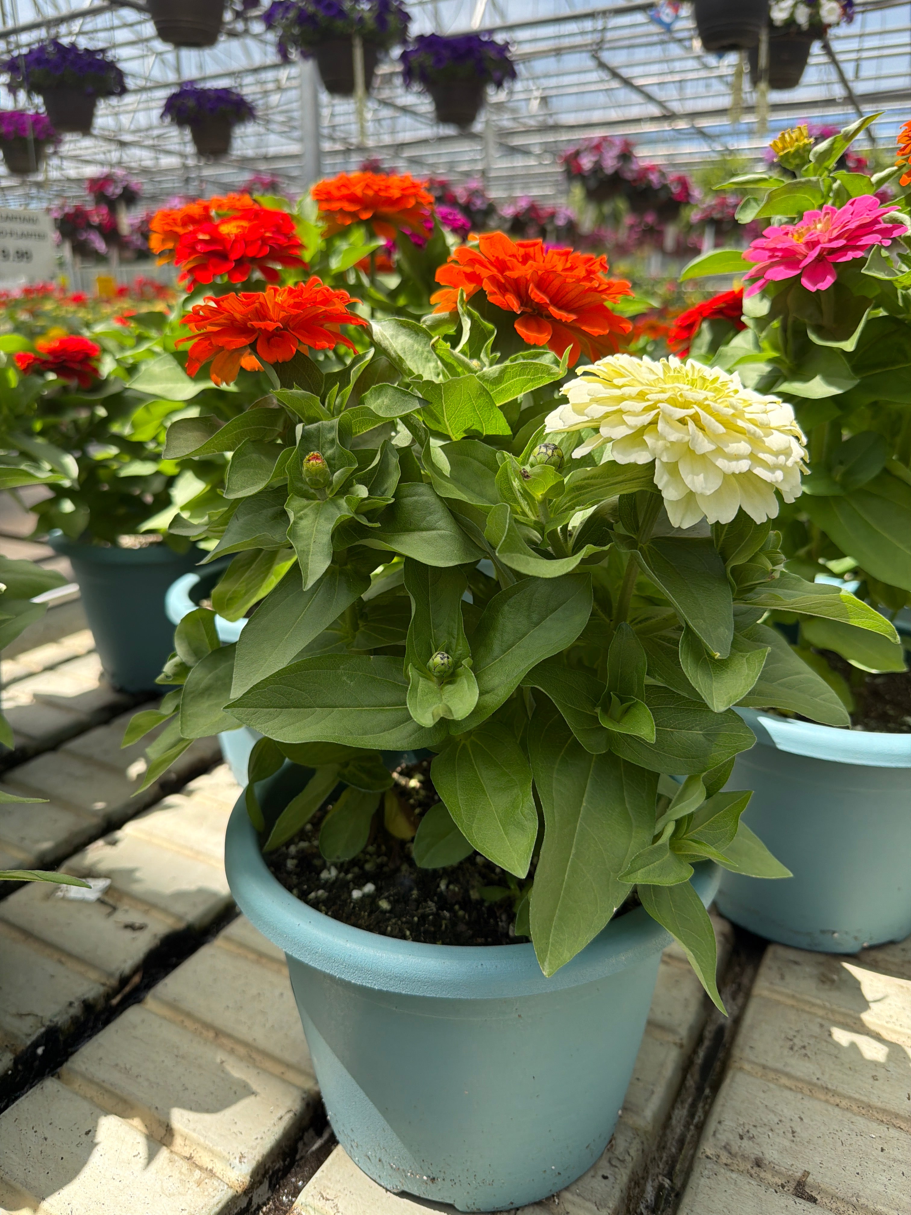 Zinna Zesty   - 8" Planter