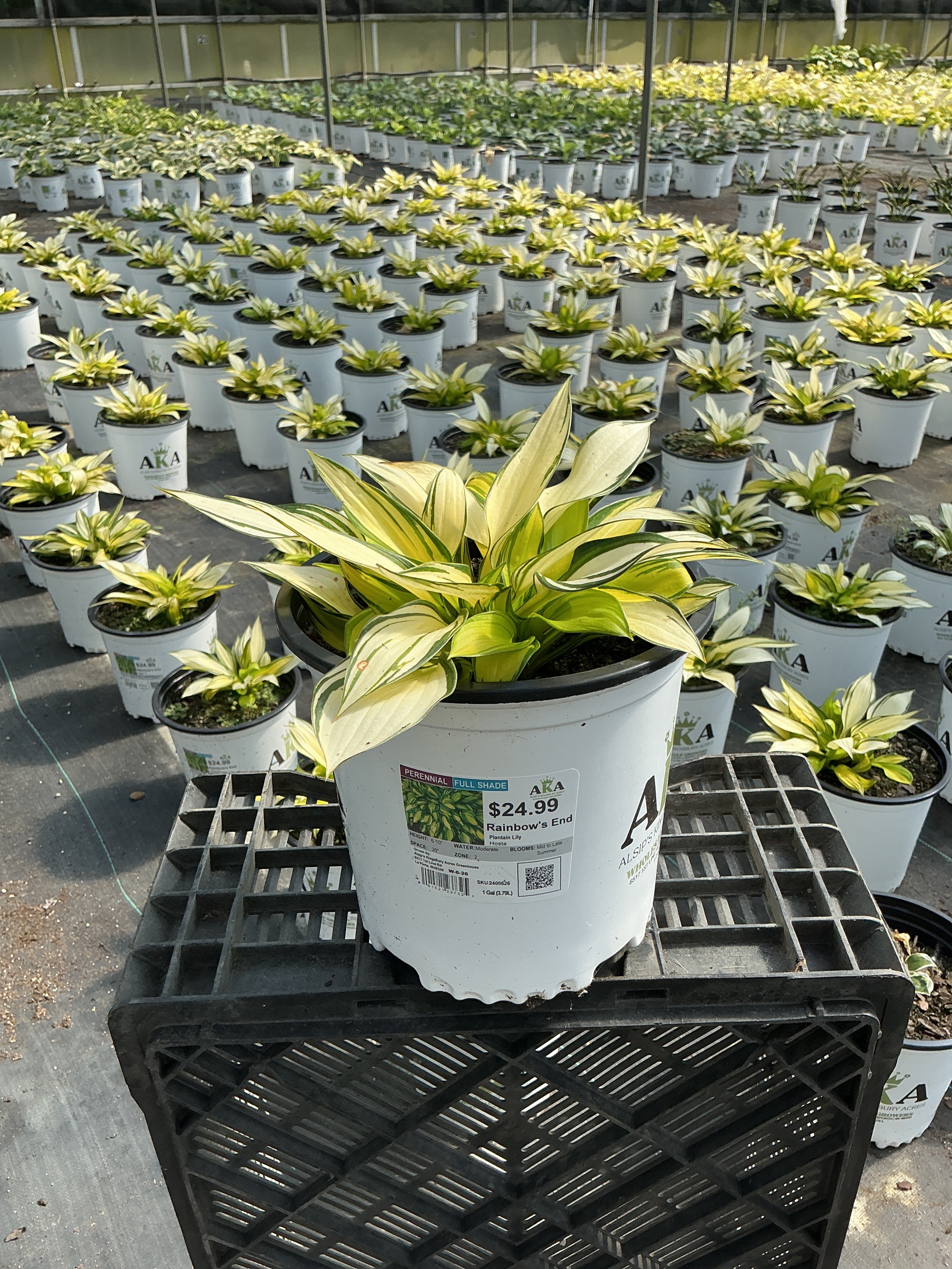 Hosta Plantain Lily Rainbow's End