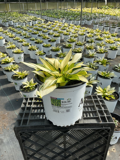 Hosta Plantain Lily Rainbow's End