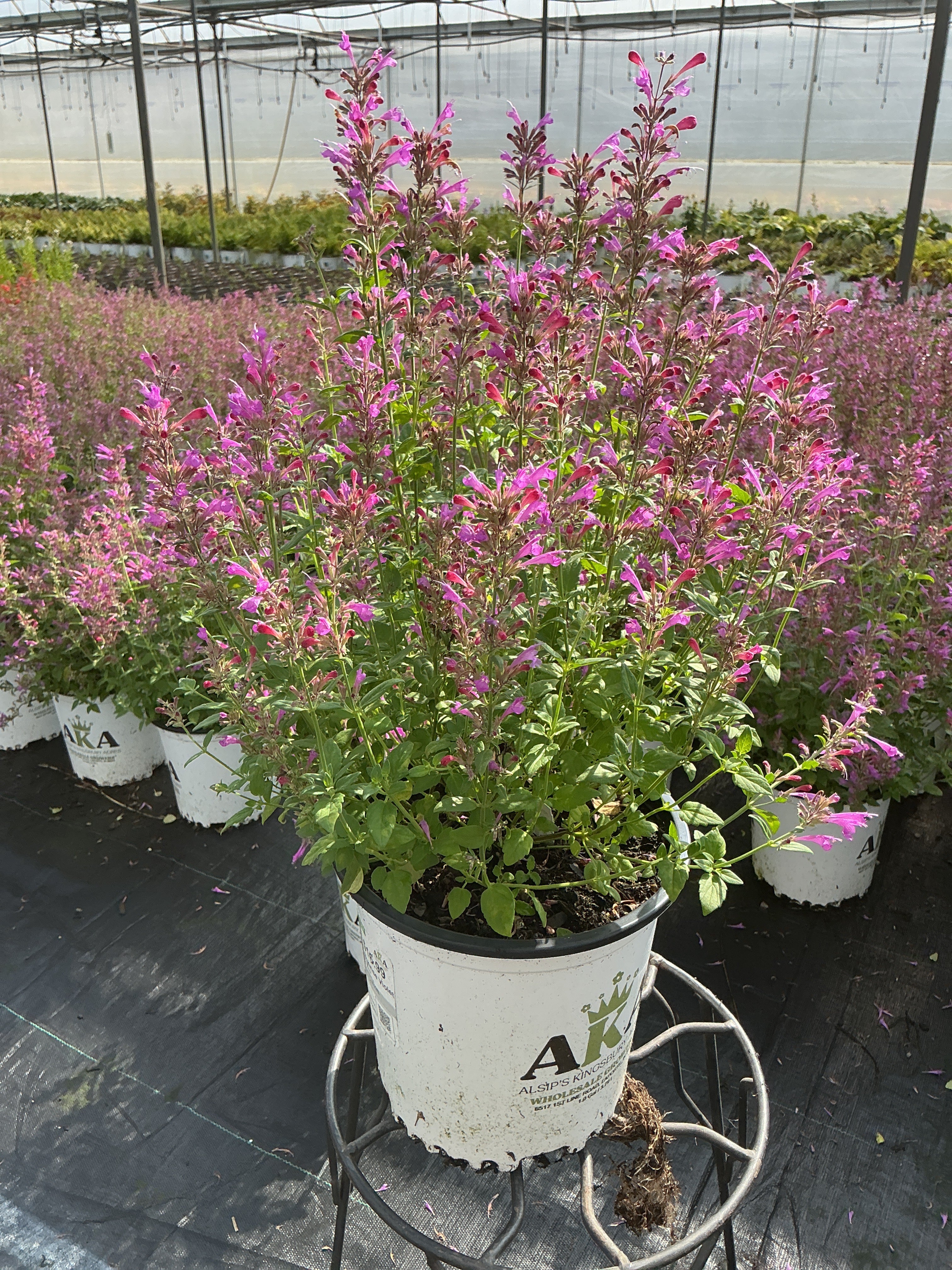 Agastache Hyssop Sunrise Violet
