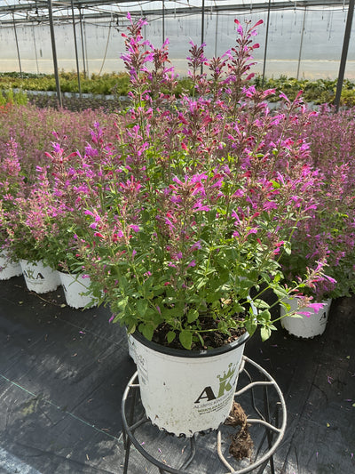 Agastache Hyssop Sunrise Violet