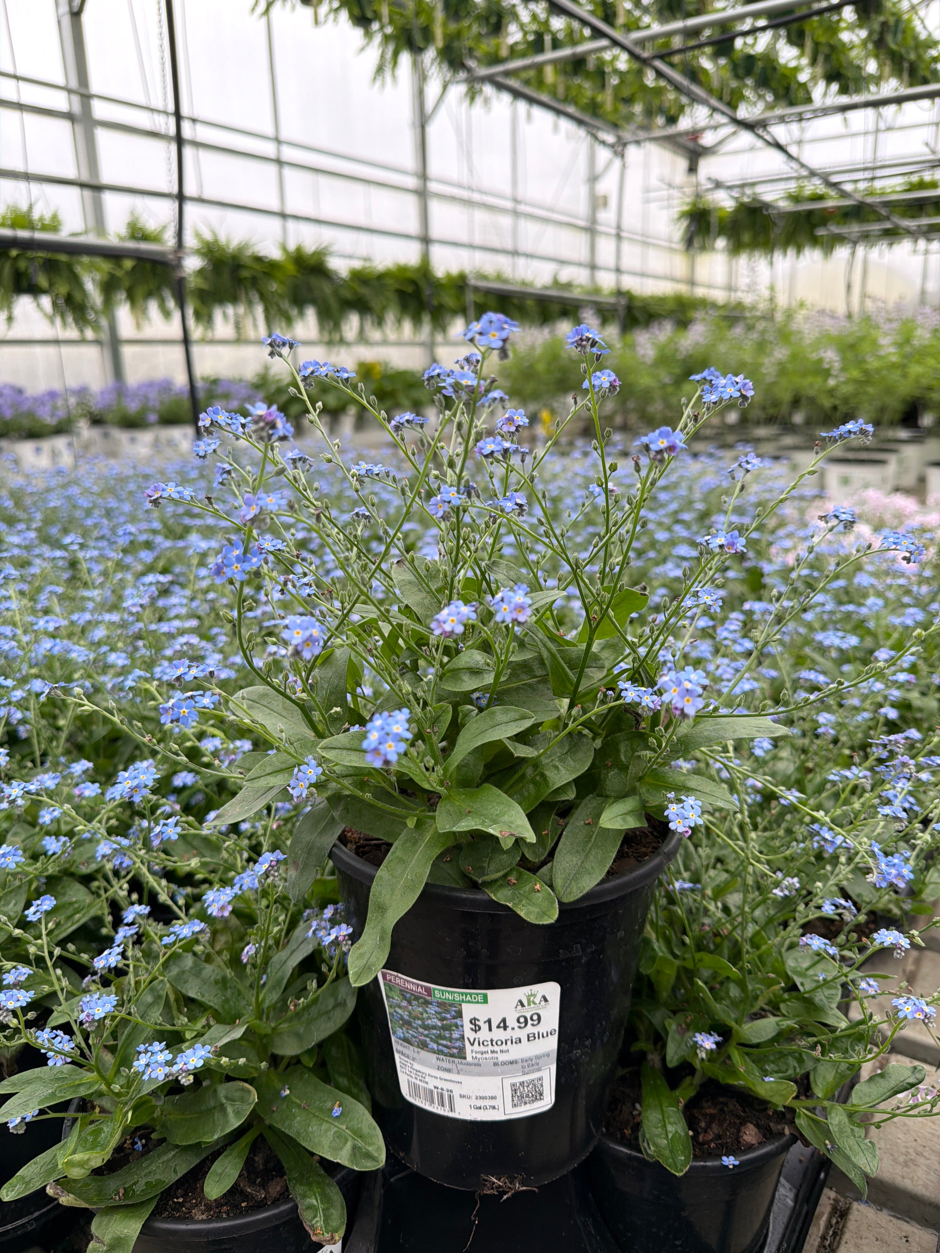Myosotis Forget Me Not Victoria Blue - 6" Perennial