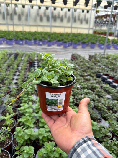Mint Apple - 4.33" Potted Herb