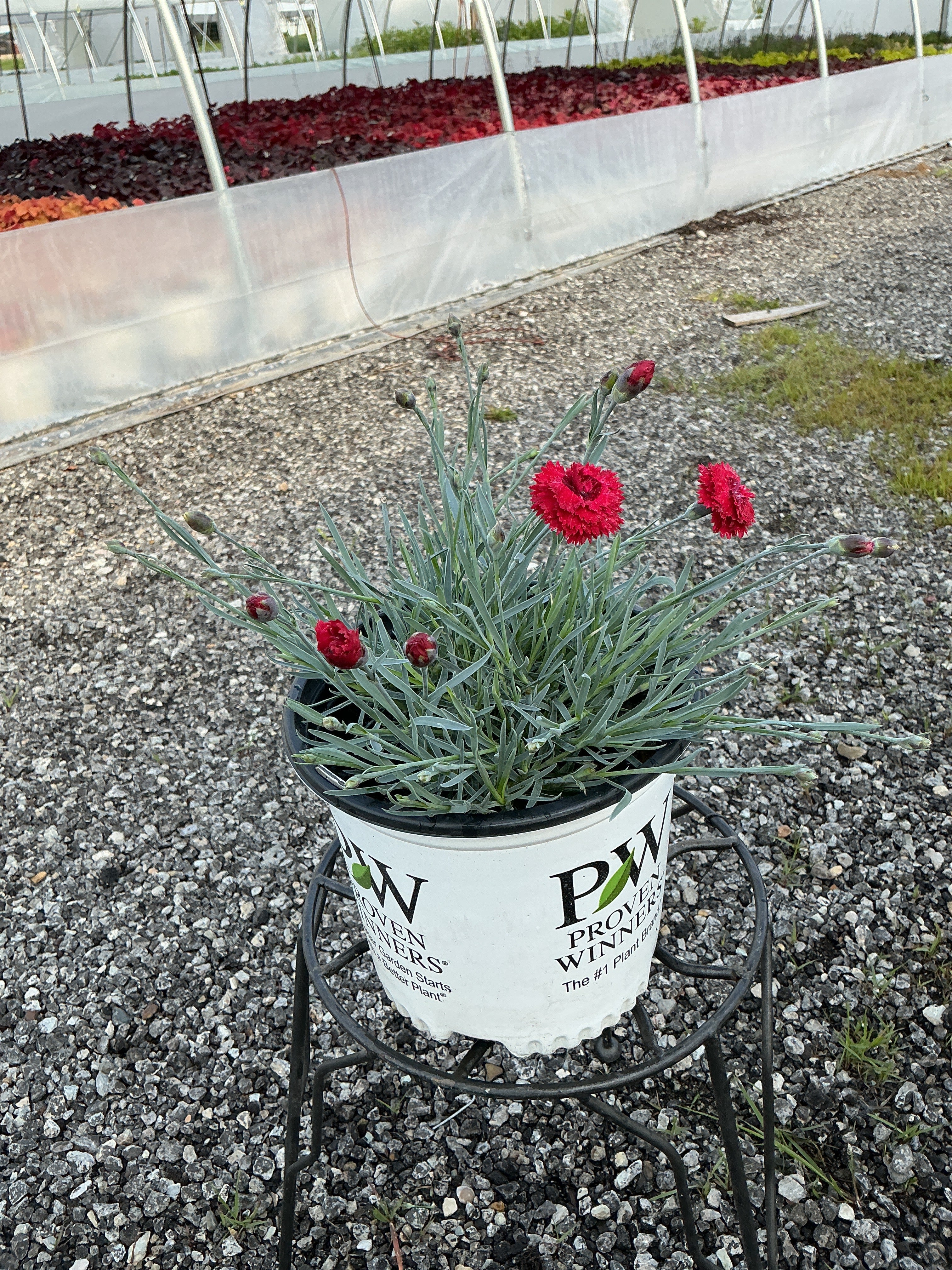 Dianthus Pinks Fruit Punch Maraschino - 6" Perennial