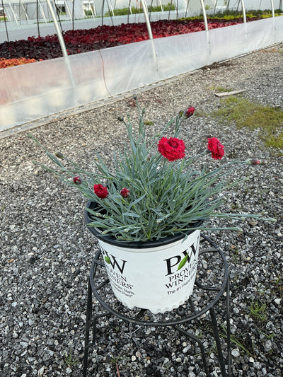 Dianthus Pinks Fruit Punch Maraschino - 6" Perennial
