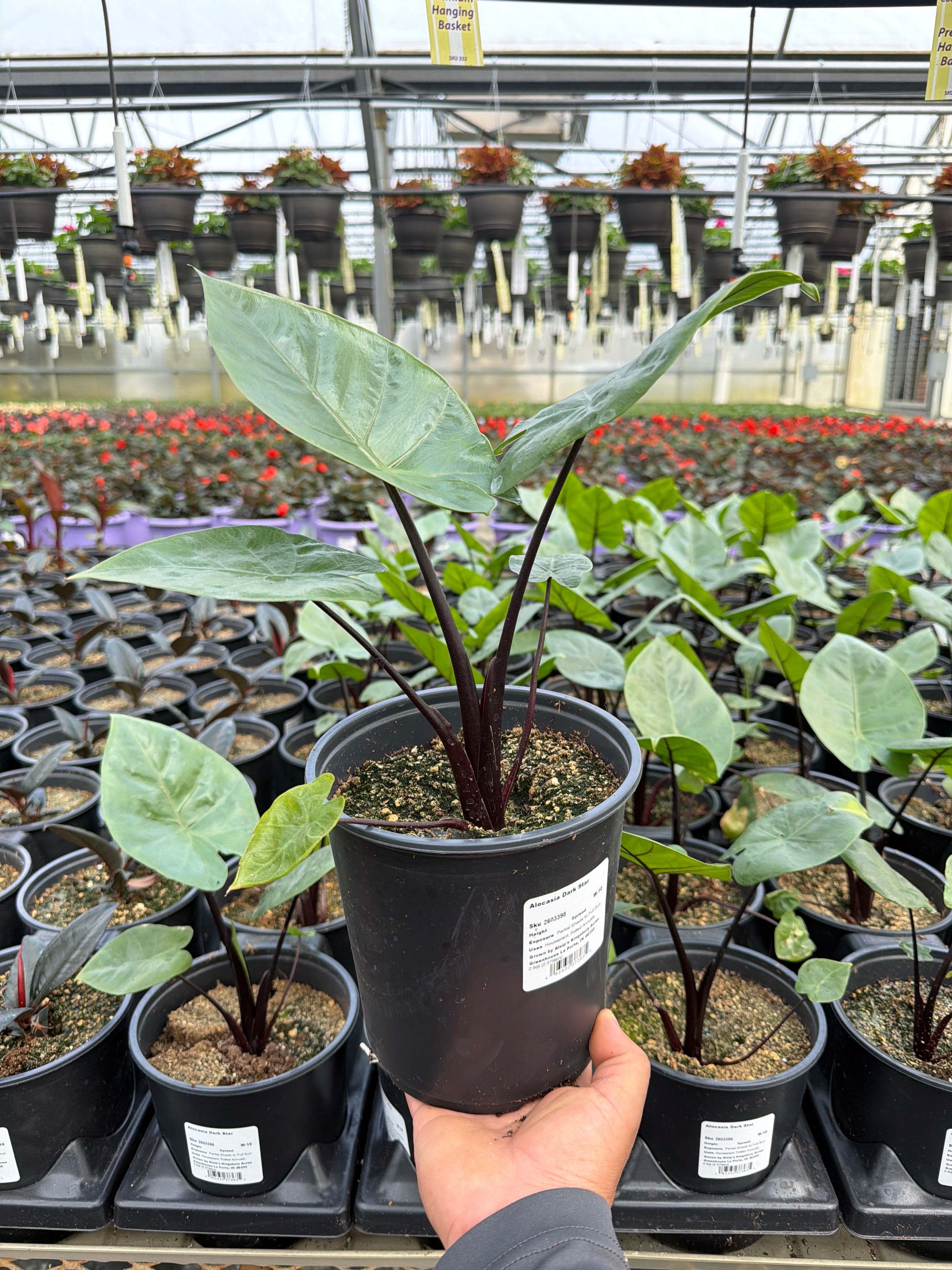 Alocasia Dark Star