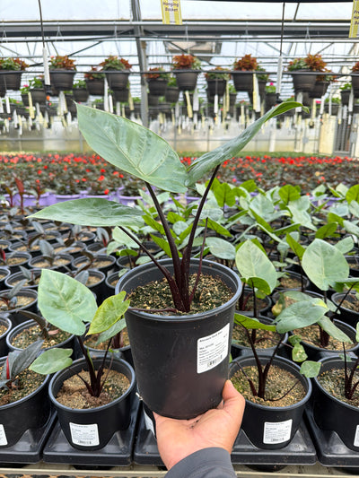 Alocasia Dark Star