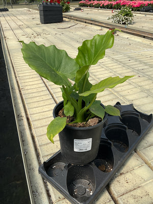 Alocasia Gag California